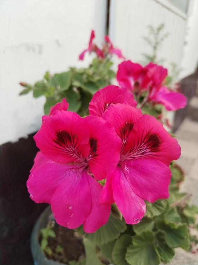 Cusco Vista Guest House 外观 照片
